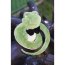 Мягкая игрушка 'Змей Мудрый', в бабочке, 20 см, Orange Exclusive [ОХ020/20] - ОХ020-30nd.jpg