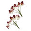 Букет 'Орхидеи бело-бордовые', 9+1 шт., 1:6, ScrapBerry's [SCB290502] - SCB290502-1.jpg