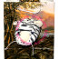 Мягкая игрушка 'Тигр в пакете', 18 см, подарочная серия The World is Wild, Jemini [100138T] - 100138-tiger.lillu.ru.jpg