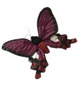 Мягкая игрушка 'Бабочка Atrophaneura Polyeuctes', 19 см, National Geographic [1503913ap]