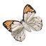 Мягкая игрушка 'Бабочка Meganostoma Eurydice', 19 см, National Geographic [1503913me] - papillon_meganostoma eurydice.jpg