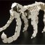 Конструктор Skeleton of Dinosaur Triceratops - 'Скелет динозавра трицератопса', LaQ [99030] - 990303a1.jpg