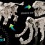 Конструктор Skeleton of Dinosaur Triceratops - 'Скелет динозавра трицератопса', LaQ [99030] - 990303a.jpg